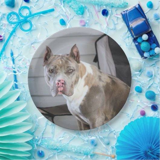 Pit Bull Pappteller (Party)