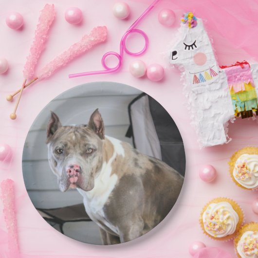 Pit Bull Pappteller (Party)