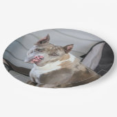 Pit Bull Pappteller (Schrägansicht)