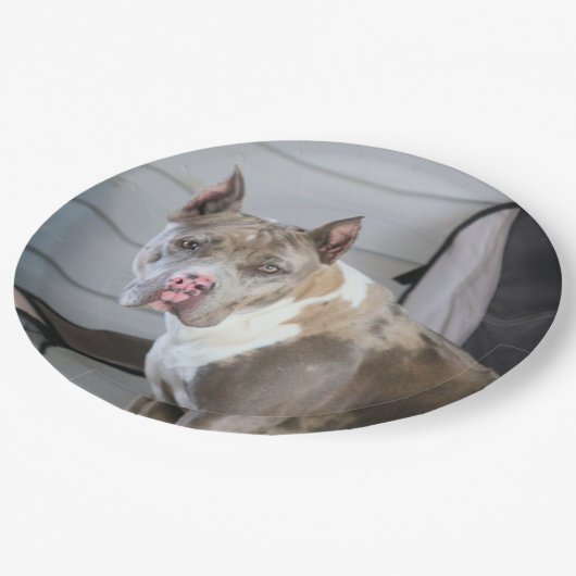 Pit Bull Pappteller (Schrägansicht)