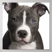 Pit Bull-Plakat Poster (Vorne)