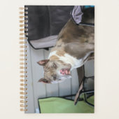 Pit bull planer (Vorderseite)