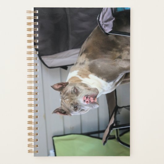 Pit bull planer (Vorderseite)