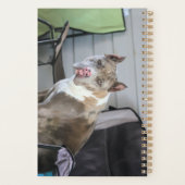 Pit bull planer (Rückseite)