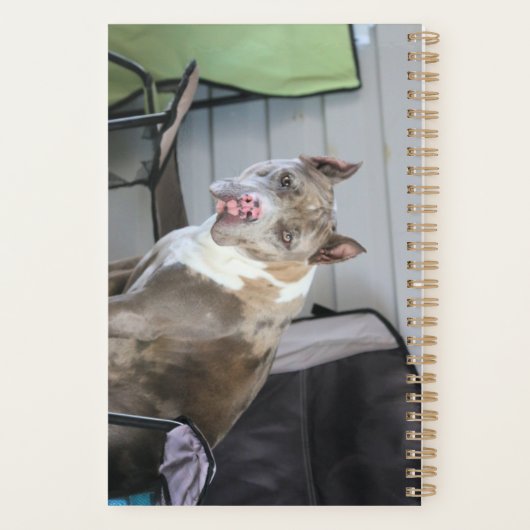 Pit bull planer (Rückseite)