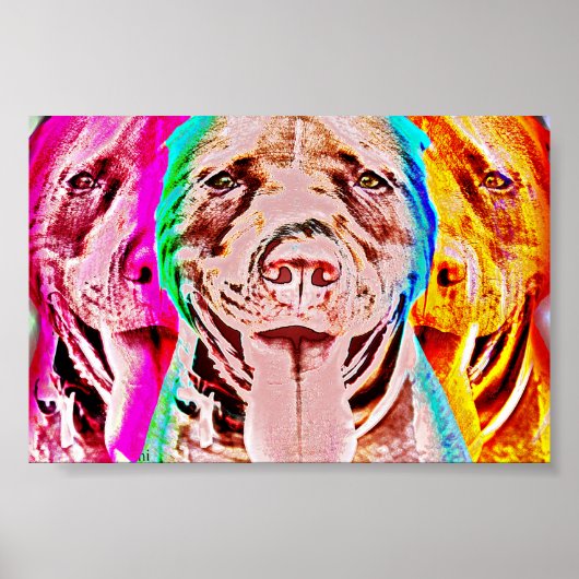 Pit Bull Pop Poster (Vorne)