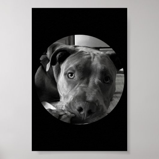 Pit bull poster (Vorne)