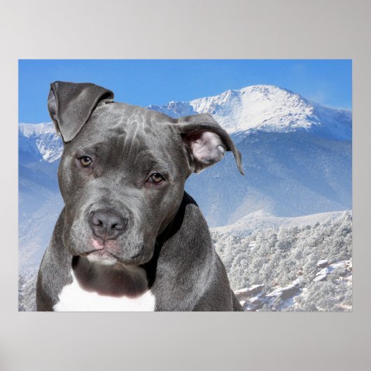 Pit Bull Poster (Vorne)