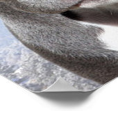 Pit Bull Poster (Ecke)