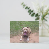 Pit Bull Products Postkarte (Stehend Vorderseite)