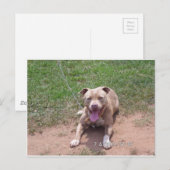 Pit Bull Products Postkarte (Vorne/Hinten)