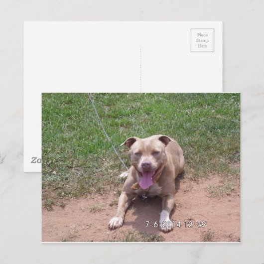 Pit Bull Products Postkarte (Vorne/Hinten)