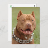 Pit Bull Puppy Dog Leere Postkarte (Vorne/Hinten)