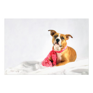 Pit Bull Puppy-Liebe in rosa XOXO Fotodruck