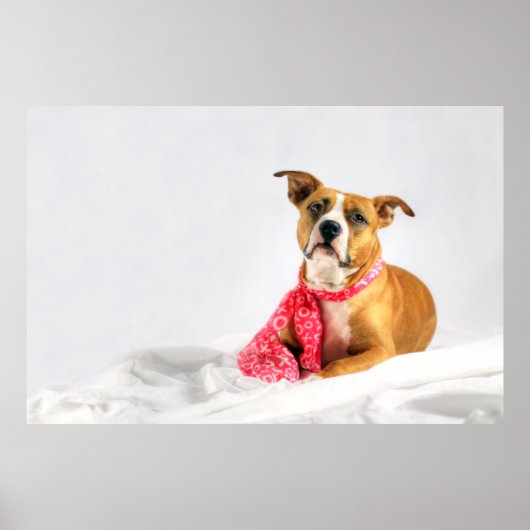 Pit Bull Puppy-Liebe in rosa XOXO Poster (Vorne)