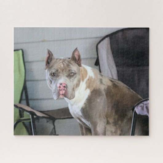 Pit Bull Puzzle (Horizontal)