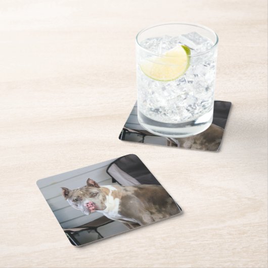 Pit Bull Rechteckiger Pappuntersetzer (Vor Ort)