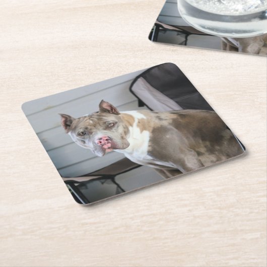 Pit Bull Rechteckiger Pappuntersetzer (angewinkelt)
