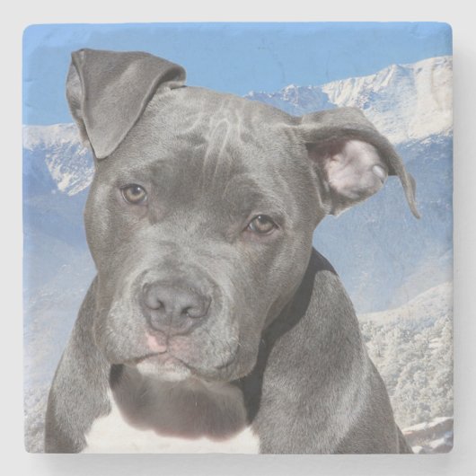 Pit Bull Steinuntersetzer (Vorderseite)