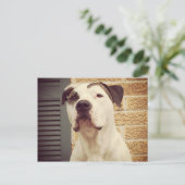 Pit Bull T-Bone Postkarte (Stehend Vorderseite)