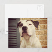 Pit Bull T-Bone Postkarte (Vorne/Hinten)