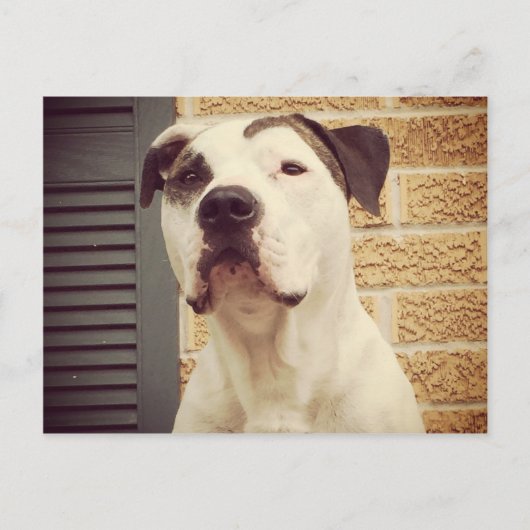 Pit Bull T-Bone Postkarte (Vorderseite)