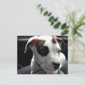 Pit Bull T-Bone Postkarte (Stehend Vorderseite)