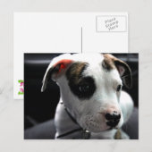 Pit Bull T-Bone Postkarte (Vorne/Hinten)
