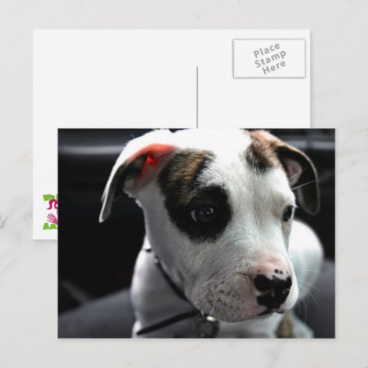 Pit Bull T-Bone Postkarte (Vorne/Hinten)