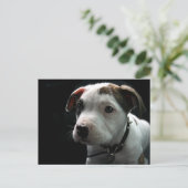 Pit Bull T-Bone Postkarte (Stehend Vorderseite)