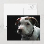 Pit Bull T-Bone Postkarte (Vorne/Hinten)