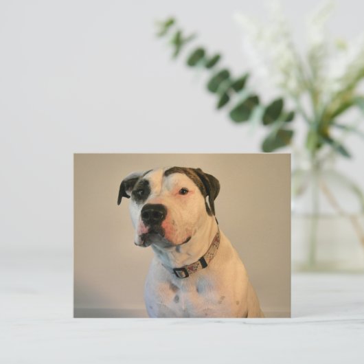 Pit Bull T-Bone Postkarte (Stehend Vorderseite)