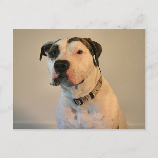 Pit Bull T-Bone Postkarte (Vorderseite)