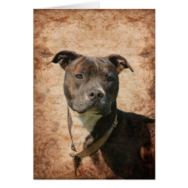 Pit Bull Terrier (Vorne)