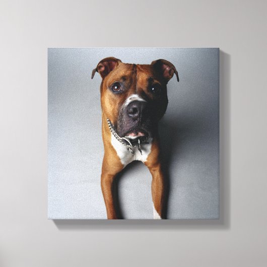 Pit Bull Terrier belagern Leinwanddruck (Vorderseite)