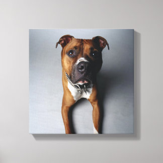 Pit Bull Terrier belagern Leinwanddruck