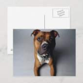 Pit Bull Terrier belagern Postkarte (Vorne/Hinten)