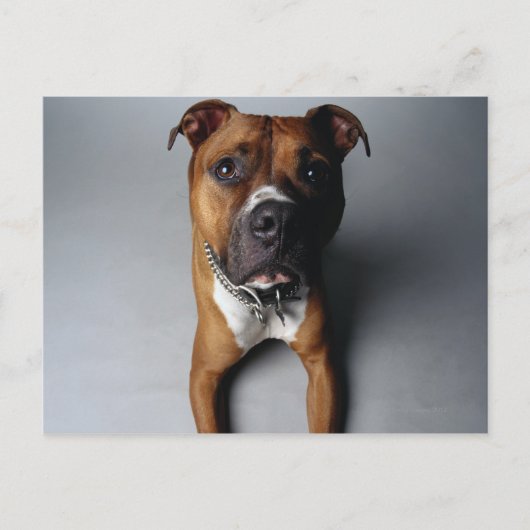 Pit Bull Terrier belagern Postkarte (Vorderseite)