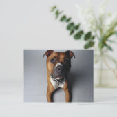 Pit Bull Terrier belagern Postkarte (Stehend Vorderseite)