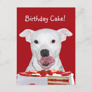 Pit Bull Terrier Birthday Postkarte