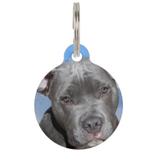 Pit Bull Terrier Hund. Haustiermarke