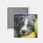 Pit Bull Terrier Pup Magnet - "Mikey" (Vorderseite/Rückseite)