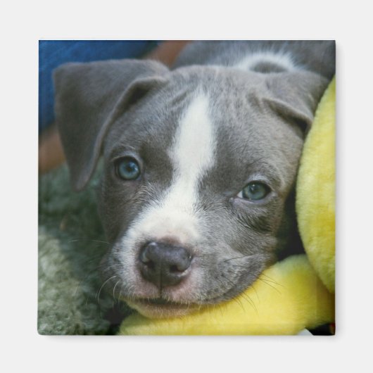 Pit Bull Terrier Pup Magnet - "Mikey" (Vorne)