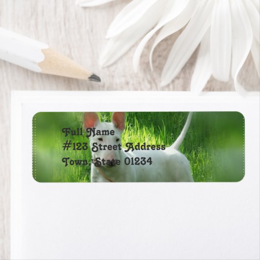 Pit Bull Terrier Rücksendeadresse (Insitu)