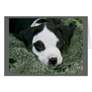Pit Bull Terrier Welpenkarte - "Angie"