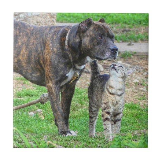 Pit Bull und Cat Fliese (Vorderseite)