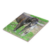 Pit Bull und Cat Fliese (Seite)