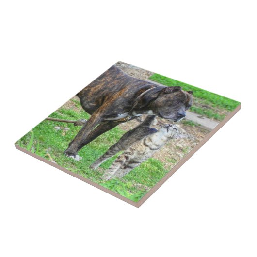 Pit Bull und Cat Fliese (Seite)