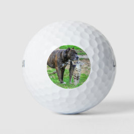 Pit Bull und Cat Golfball