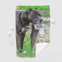 Pit Bull und Cat